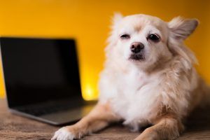 Cachorro e notebook - conceito: tem um pet shop e não investe em marketing digital